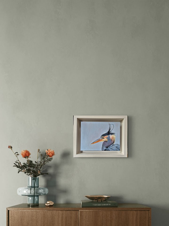 Grey Heron